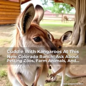 Read more about the article Cuddle With Kangaroos At This New Colorado Ranch! Ask About Petting Zoos, Farm Animals, And More.